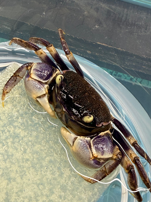 * Shrimps * Neosarmatium rotundifrons (Blue Spider Crab)