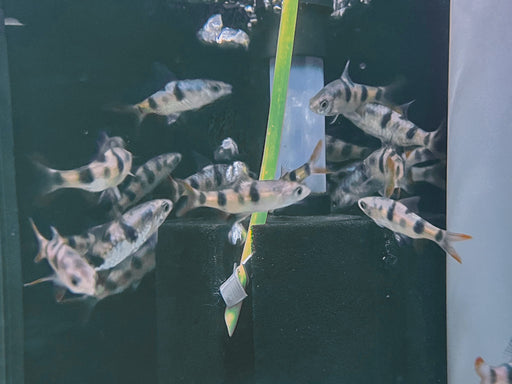 * Tetra/Barb  * Dawkinsia Tambraparniei (Arulius Barb)