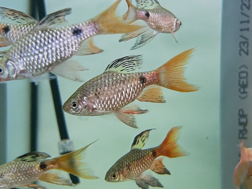 * Tetra/Barb  * Pethia Padamya “Long Fin” (Fairy Odessa Barb)