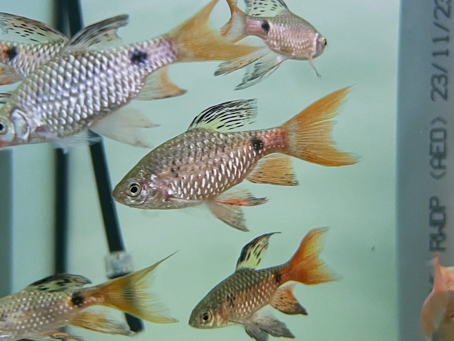 * Tetra/Barb  * Pethia Padamya “Long Fin” (Fairy Odessa Barb)