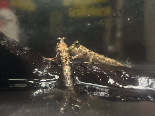 * Other Species * Graceful Mudskipper (Periopthalmus Gracilis)