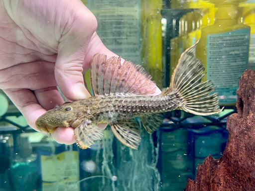* Pleco *  Pseudacanthicus spinosus (L96 pleco) 12-15cm