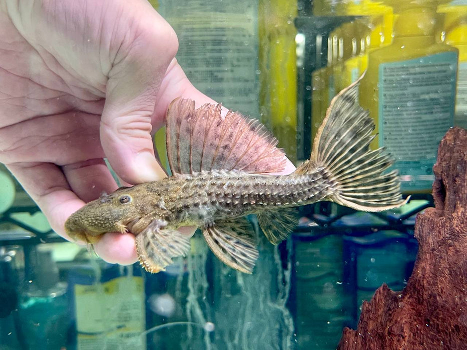 * Pleco *  Pseudacanthicus spinosus (L96 pleco) 12-15cm