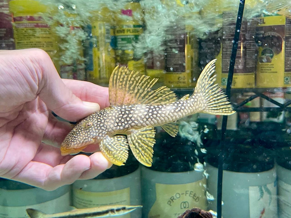 * Pleco *  Scobinancistrus sp. (L253 Royal Sunshine) 15-16cm