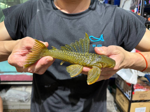 * Pleco *  Hemiancistrus subviridis (L200 Green Phantom) 18-22cm