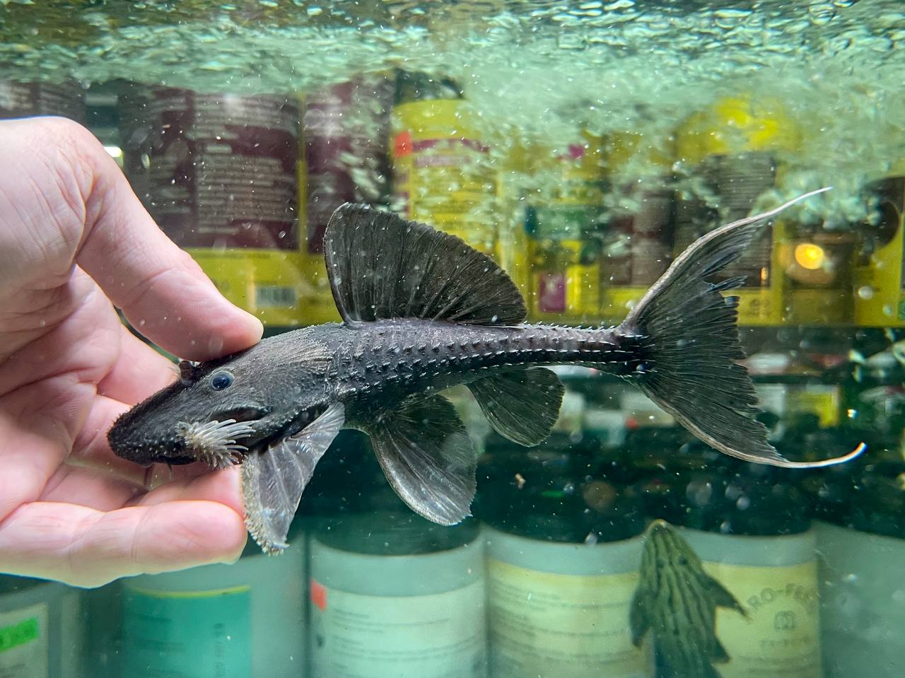 * Pleco *  Acanthicus Hystrix (L155) 16-18cm