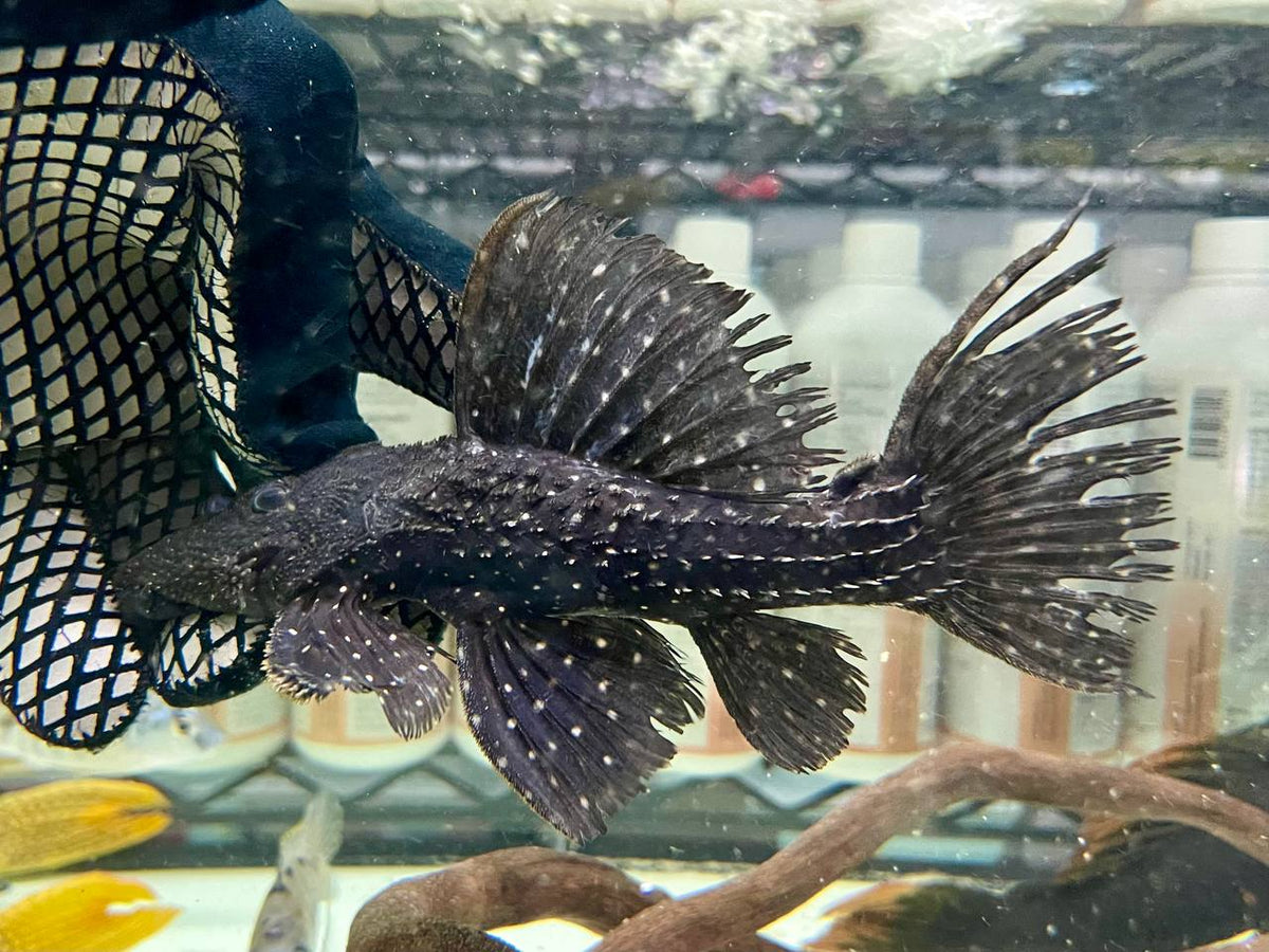 * Pleco * Pseudacanthicus sp. L97 (L97 Alenquer) 20-22cm — jzxonline
