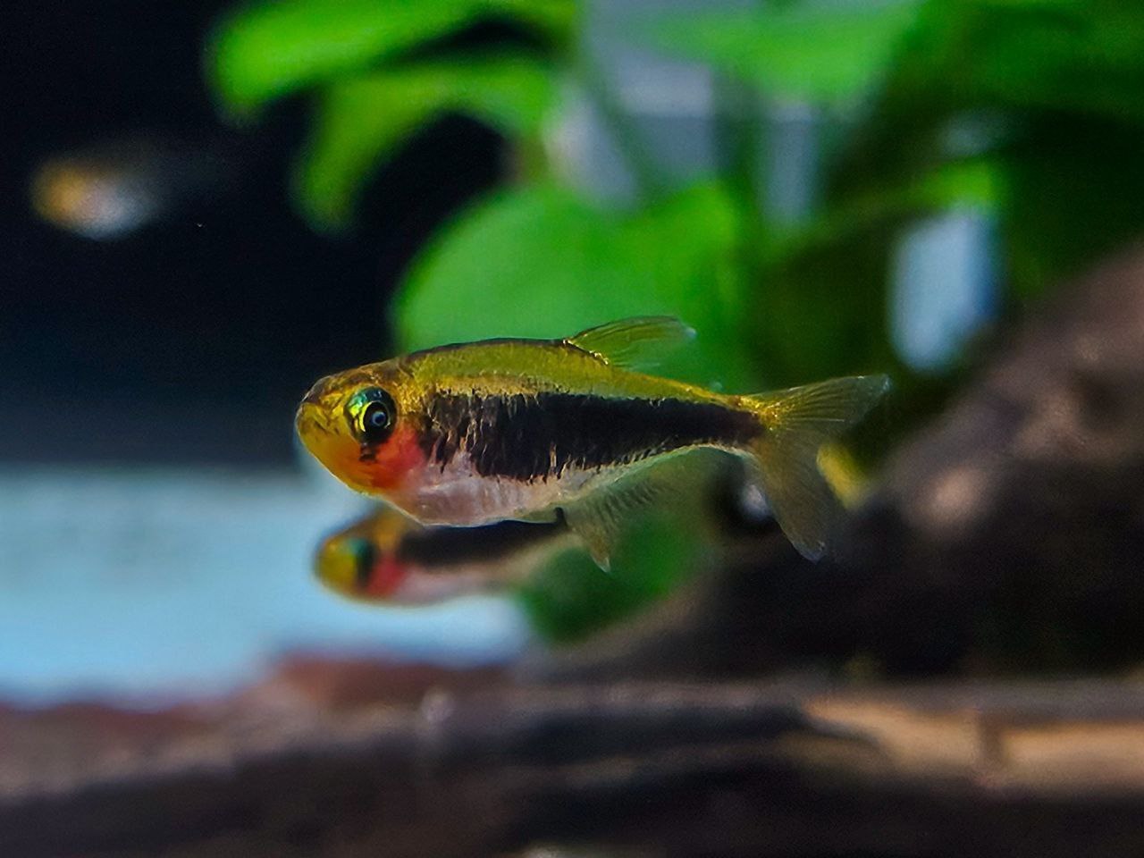 * Tetra * Tucanoichthys Tucano (Tucano Tetra)
