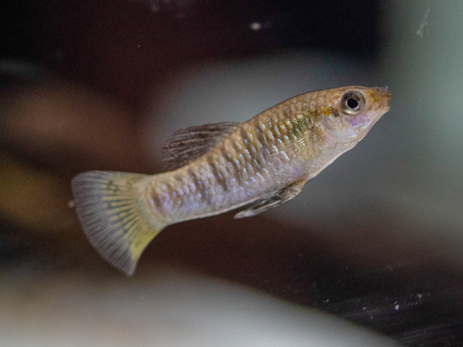 * Livebearers *  Limia perugiae TRIO 1M2F