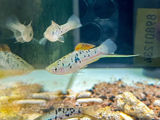 * Livebearers *  Xiphophorus hellerii "Rio Atoyac" Pair