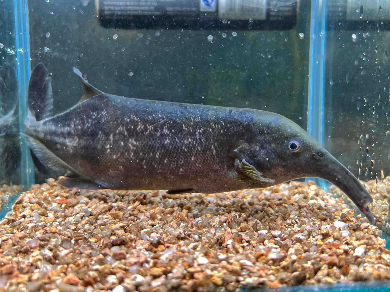 * Other Species * Campylomormyrus cf. rhynchophorus 15-16cm