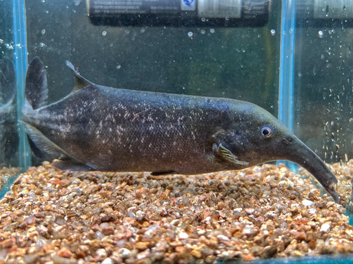 * Other Species * Campylomormyrus cf. rhynchophorus 15-16cm