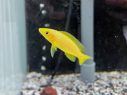 * Cichlids * Neolamprologus leleupi Yellow 6-8cm