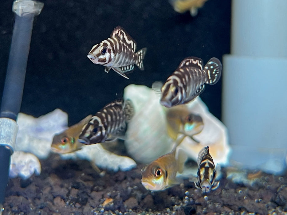 * Cichlids * Altolamprologus Calvus Black 4cm