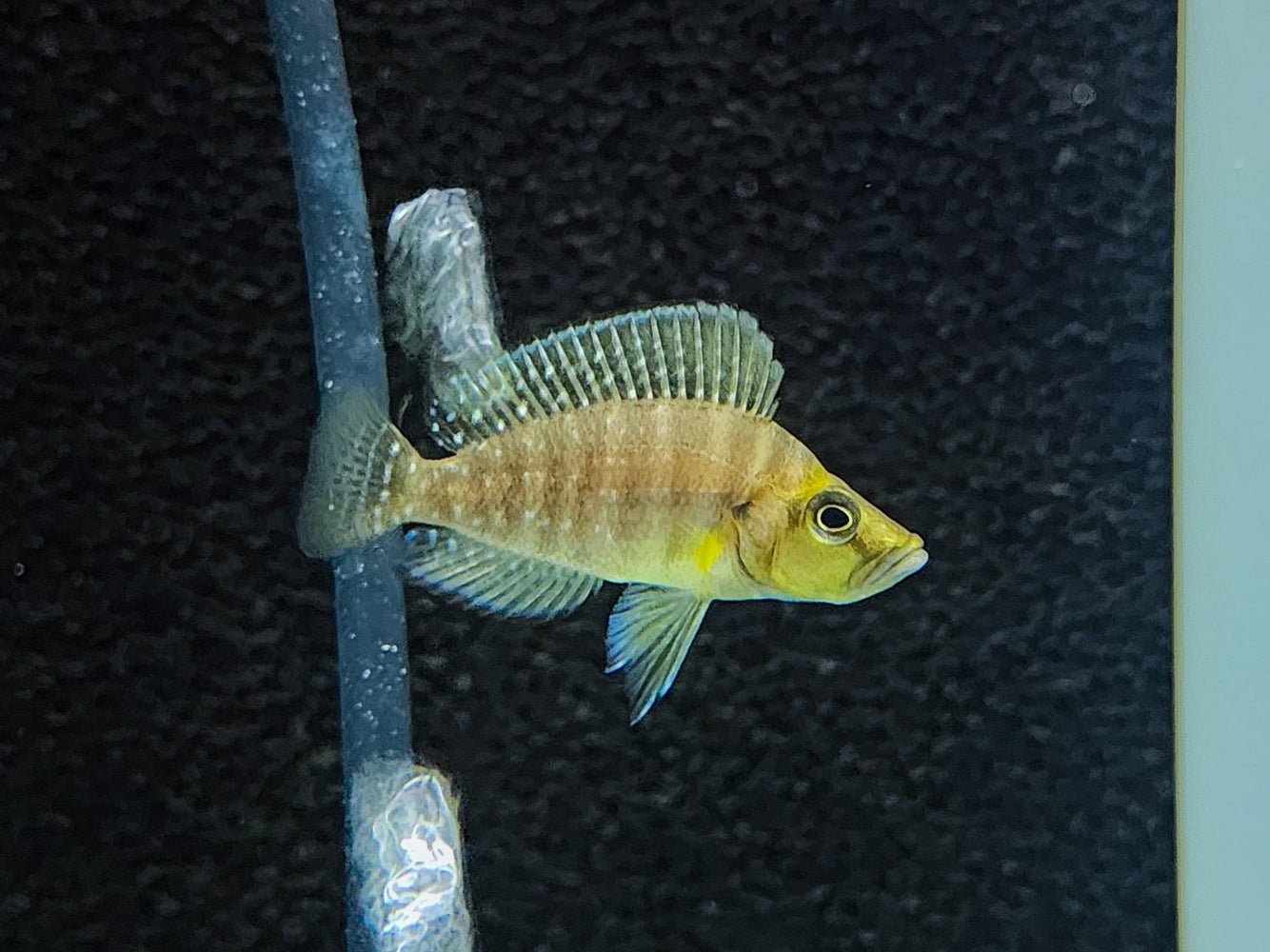 * Cichlids * Altolamprologus Compressiceps Gold Head MUZI 4cm