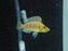 * Cichlids * Altolamprologus Compressiceps Gold Head MUZI 4cm