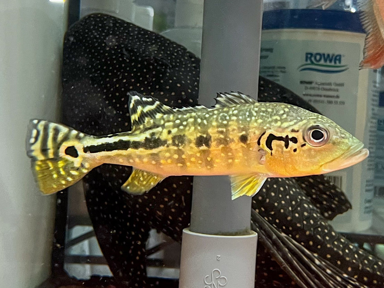 * Cichlids * Cichla sp. Batik (Royal Silk  peacock bass) 15-16cm