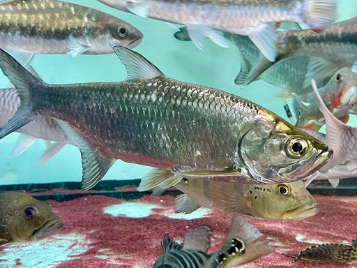 * Other Species * Megalops atlanticus  (Atlantic tarpon) 40-45cm