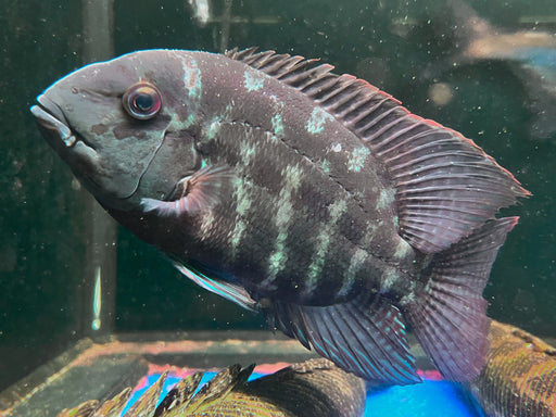 * Cichlids * Hoplarchus psittacus (Green parrot cichlid) 20-25cm