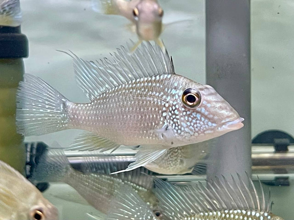 * Cichlids * Satanoperca leucosticta 10-12cm