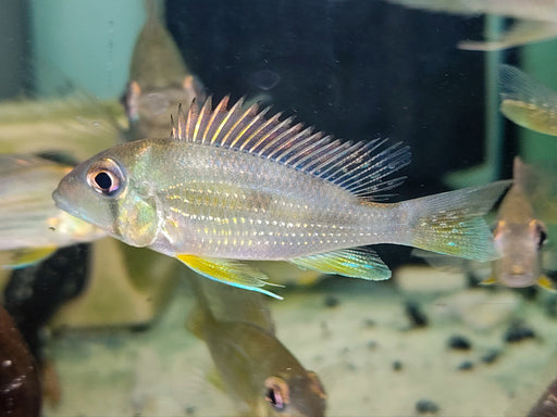 * Cichlids * Geophagus taeniopareius (Orinoco gold spotted eartheater) 5-7cm