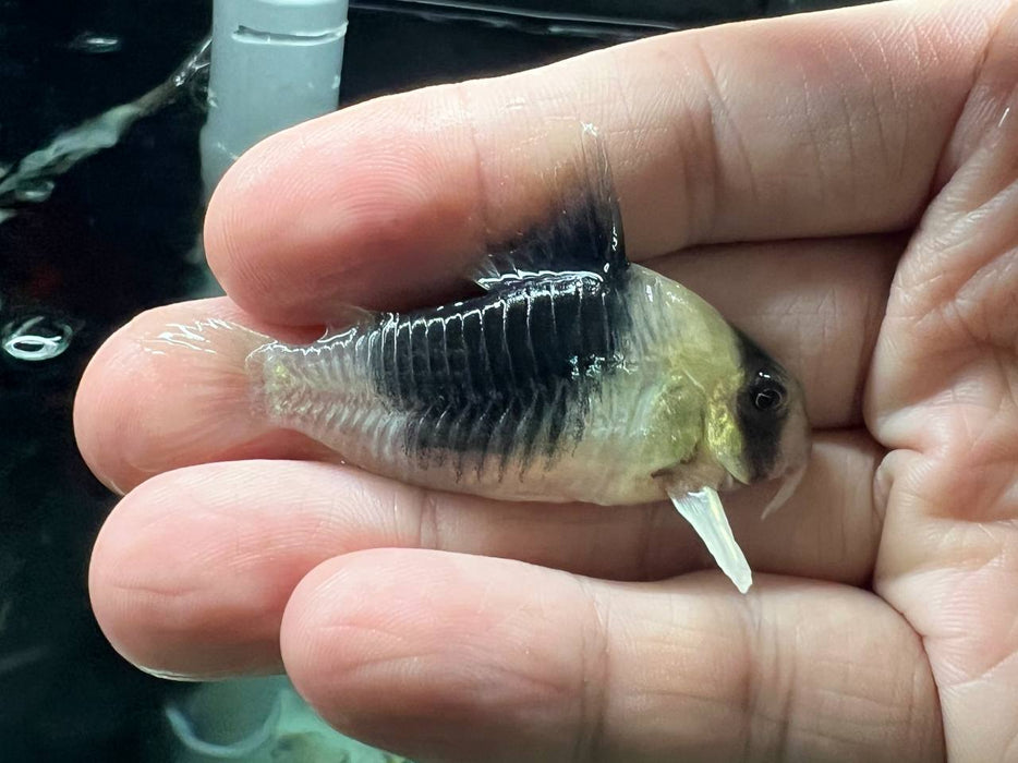 * Corydoras *  Hoplisoma CW51 "BIG Blotch"