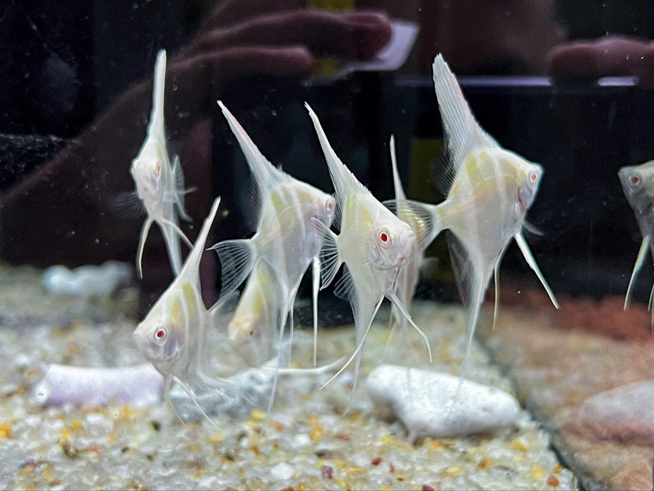 * Discus/Angelfish * Pterophyllum sp. (Dantum angelfish) 4-5cm