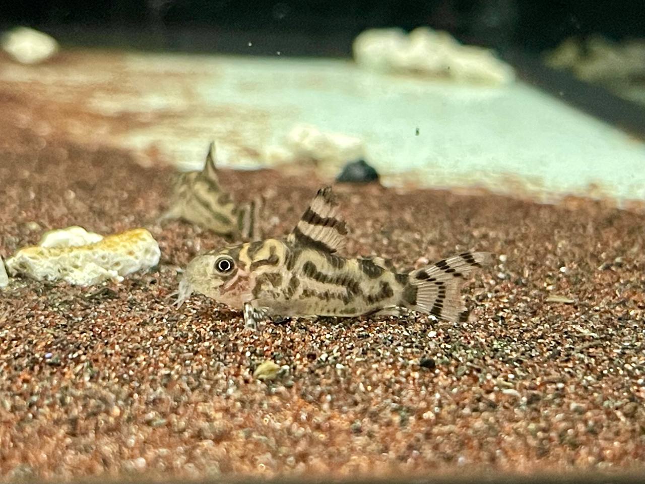 * Corydoras *  Hoplisoma CW111 3-4cm