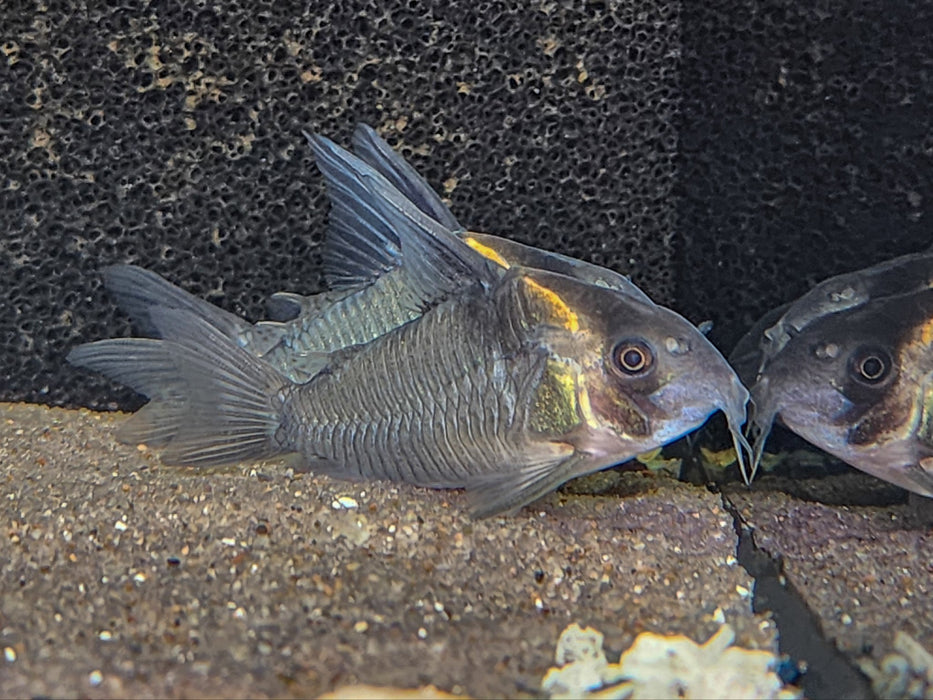 * Corydoras *  Hoplisoma colossus (CW45) 4-5cm