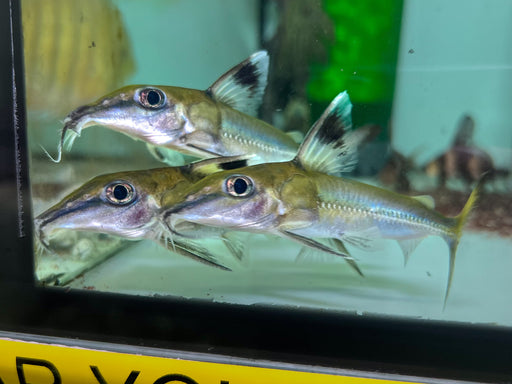 * Catfish *  Hassar notospilus (Green mouse catfish) 10cm