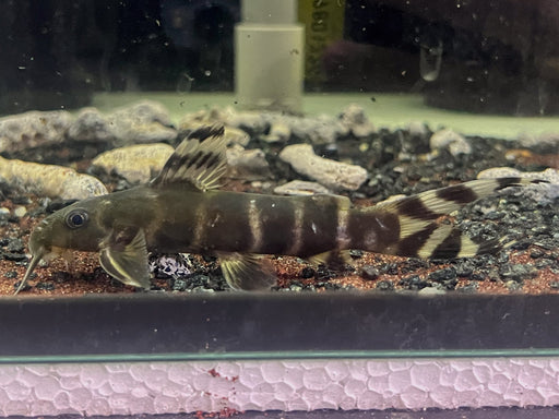 * Catfish *  Synodontis brichardi 12cm