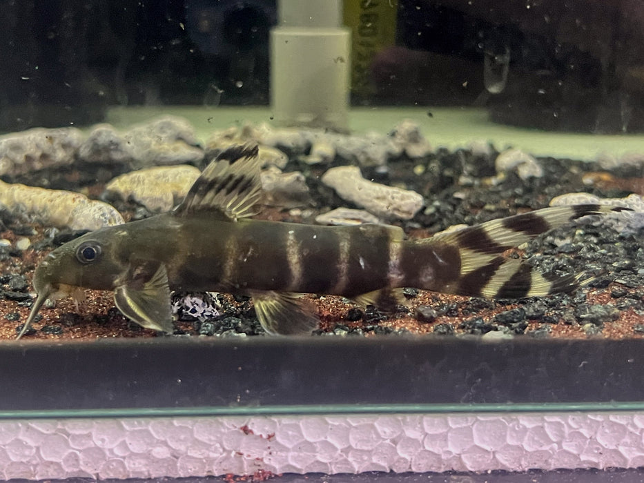 * Catfish *  Synodontis brichardi 12cm