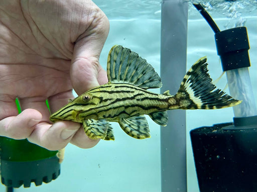* Pleco *  Panaque nigrolineatus (L191) 8-10cm