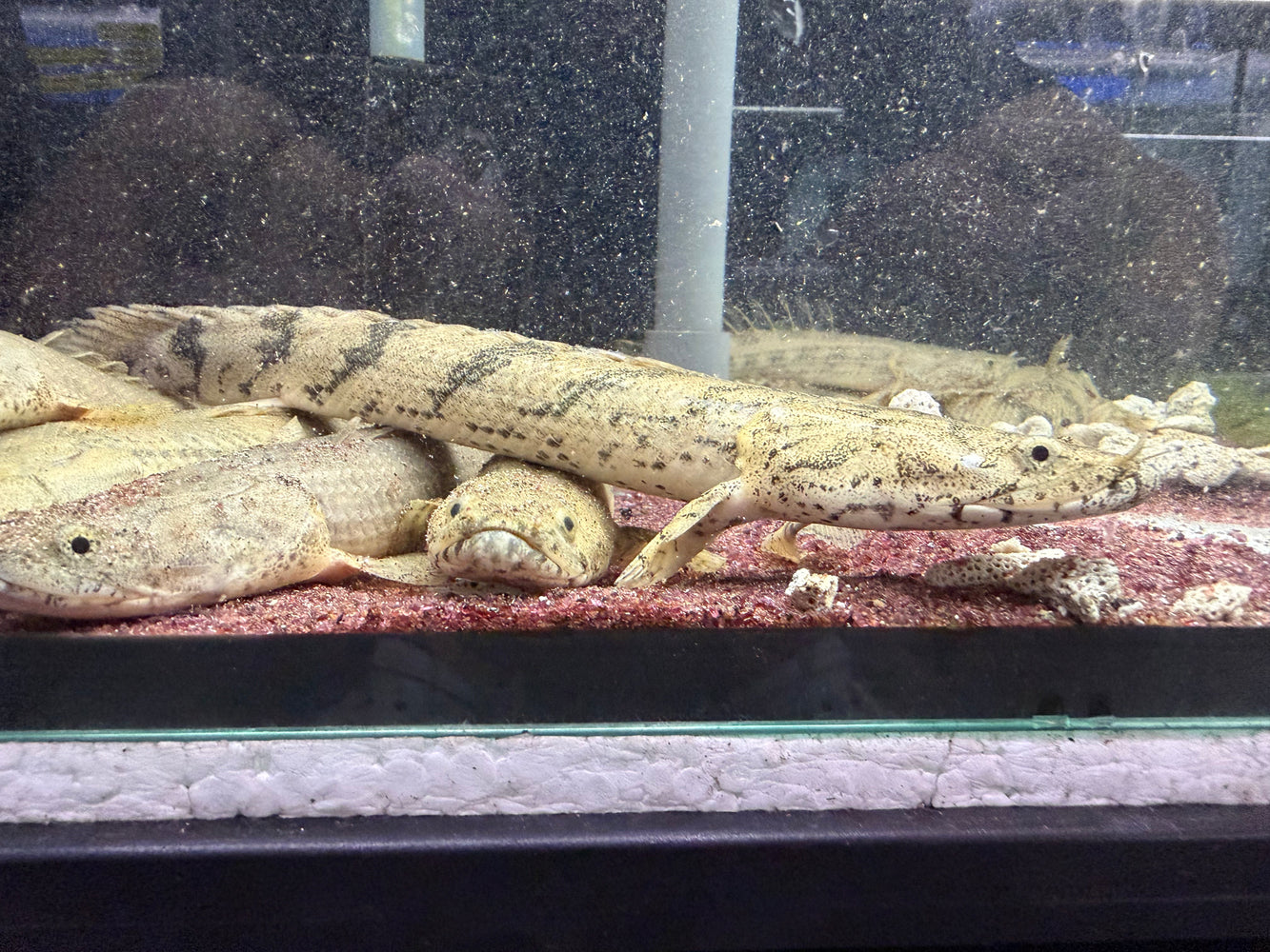 * Polypterus * Polypterus Endlicheri “Faranah” 20-30cm