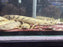 * Polypterus * Polypterus Endlicheri “Faranah” 20-30cm