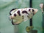 * Other Species * Toxotes blythii (Clouded archerfish) 4-5cm