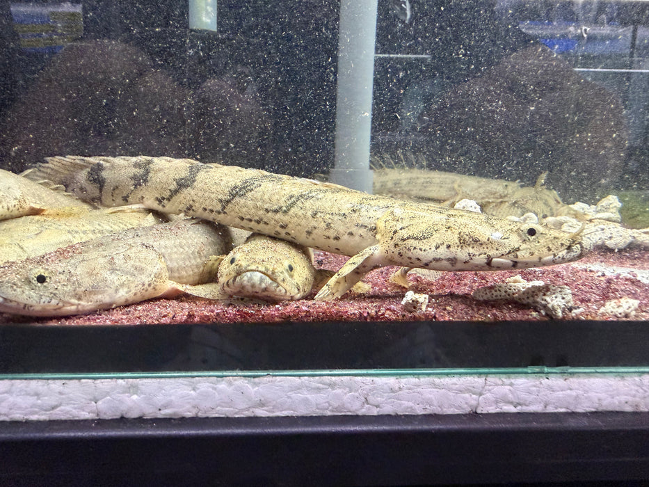* Polypterus * Polypterus Endlicheri “Faranah” 20-30cm