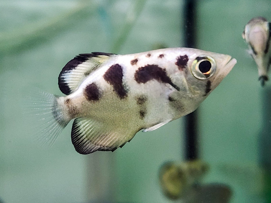 * Other Species * Toxotes blythii (Clouded archerfish) 4-5cm