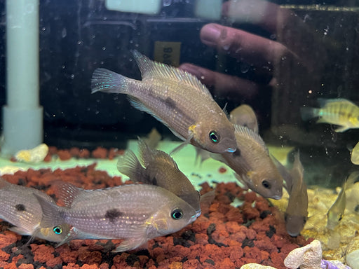 * Cichlids * Cryptoheros Myrnae "Rio Sarapiqui" 5-7cm