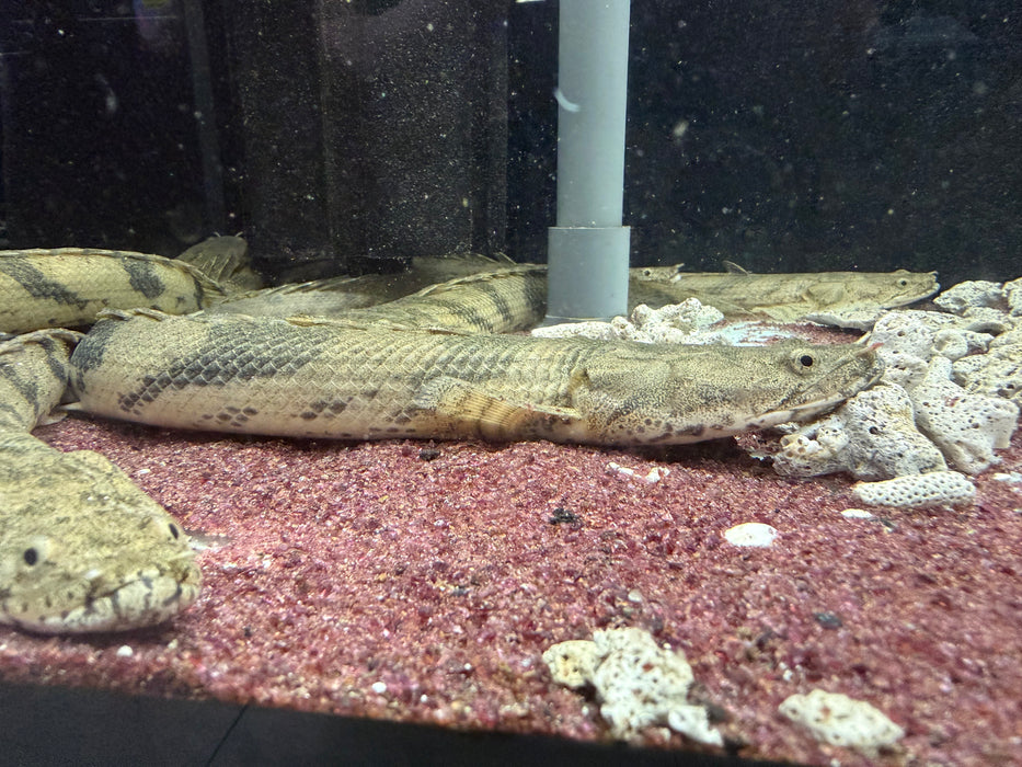 * Polypterus * Polypterus Endlicheri “Faranah” 20-30cm