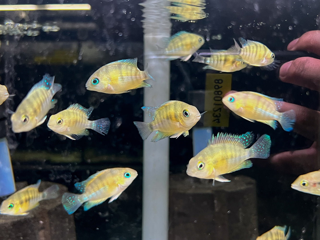 * Cichlids * Cryptoheros spilurus (Jade eye cichlid) 4-5cm