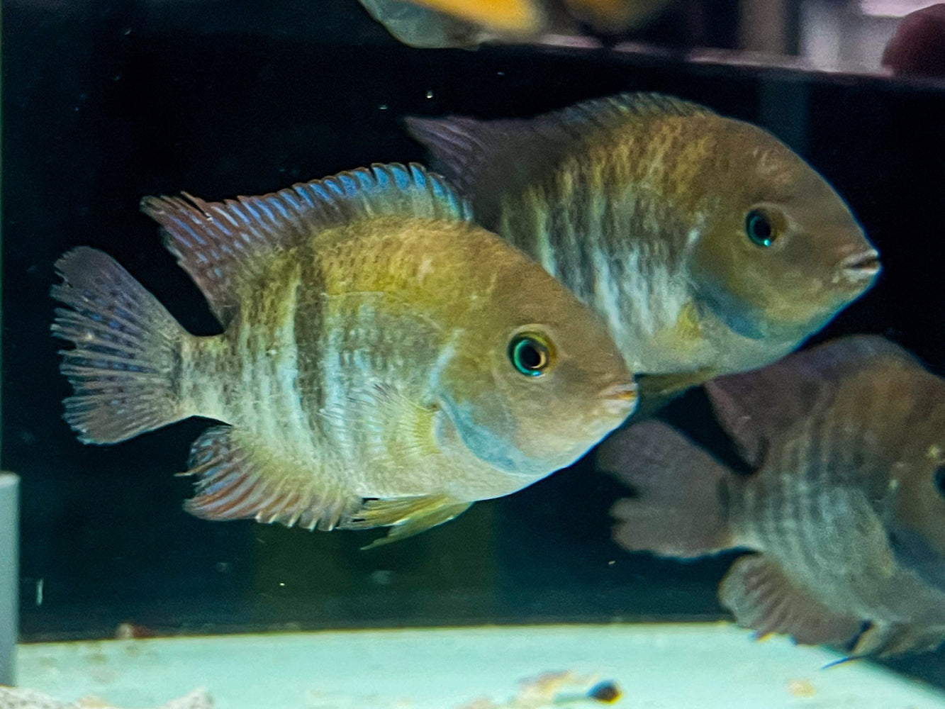* Cichlids * Cryptoheros Sajica (T-bar Cichlid) 6-8cm