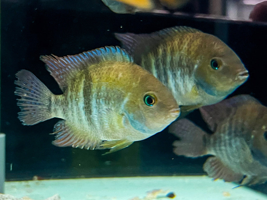* Cichlids * Cryptoheros Sajica (T-bar Cichlid) 6-8cm
