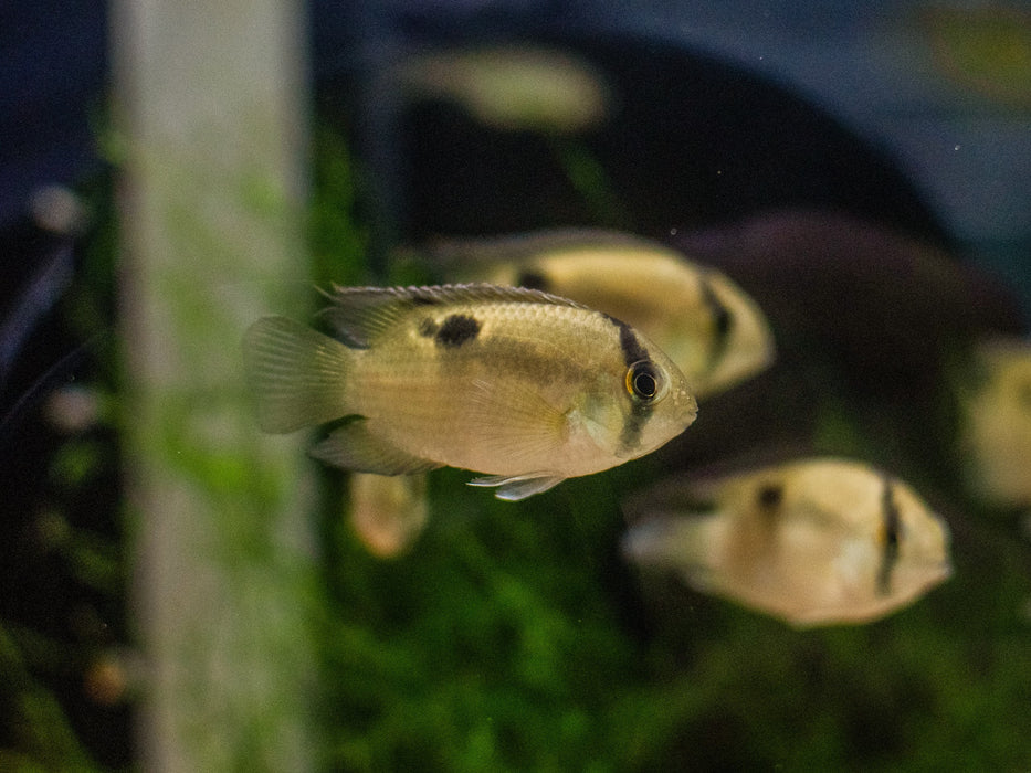 * Cichlids * Cleithracara maronii (Keyhole cichlid) 4-5cm