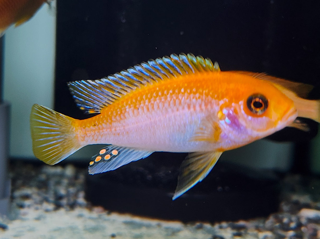 * Cichlids * Labidochromis sp. Hongi Sunflower 6-8cm