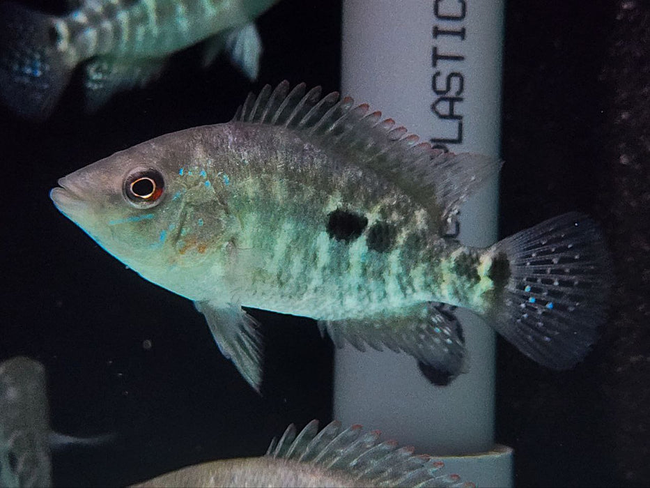 * Cichlids * Kronoheros umbriferus (Umbee cichlid) 8-10cm
