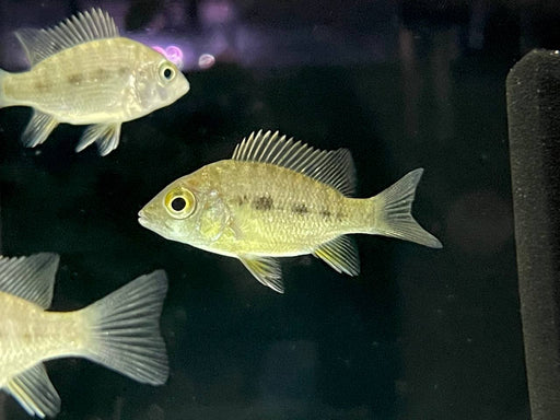 * Cichlids * Ptychochromis grandideri (Golden Tsipoy) 5-7cm