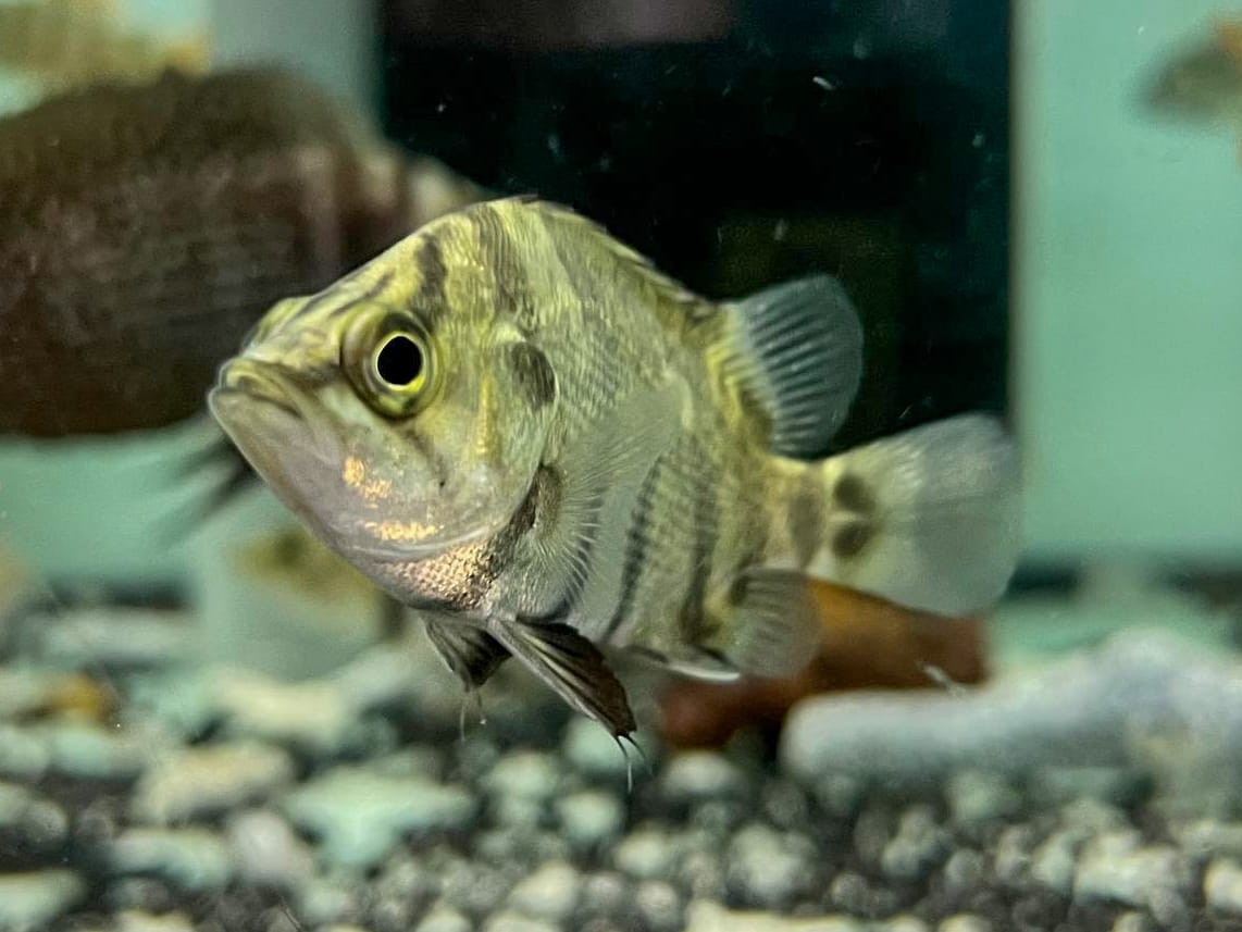 * Other Species * Datnioides polota (America Tiger AT) 5-6cm