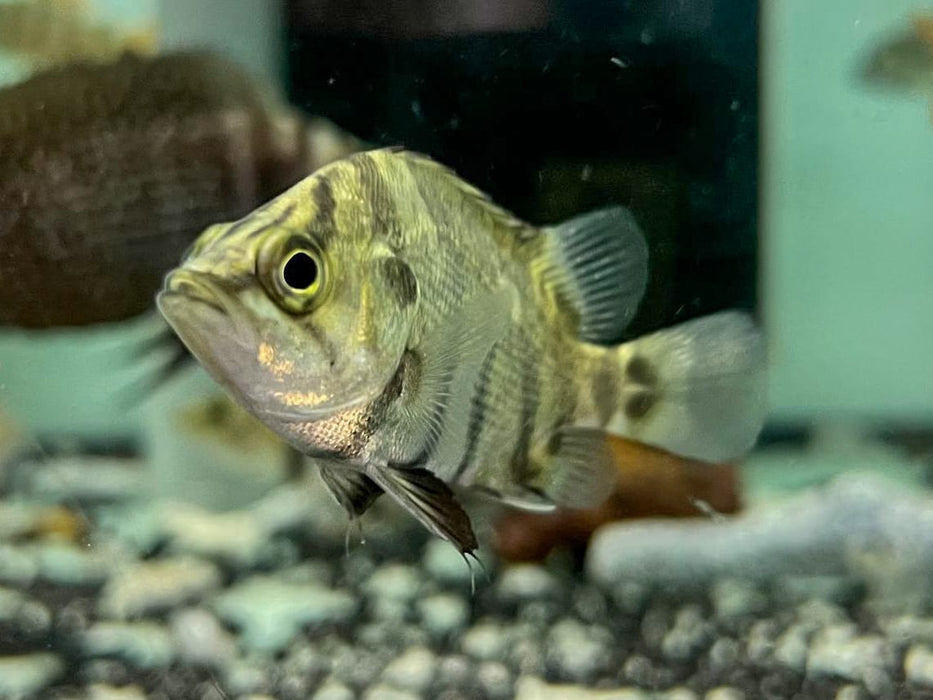 * Other Species * Datnioides polota (America Tiger AT) 5-6cm