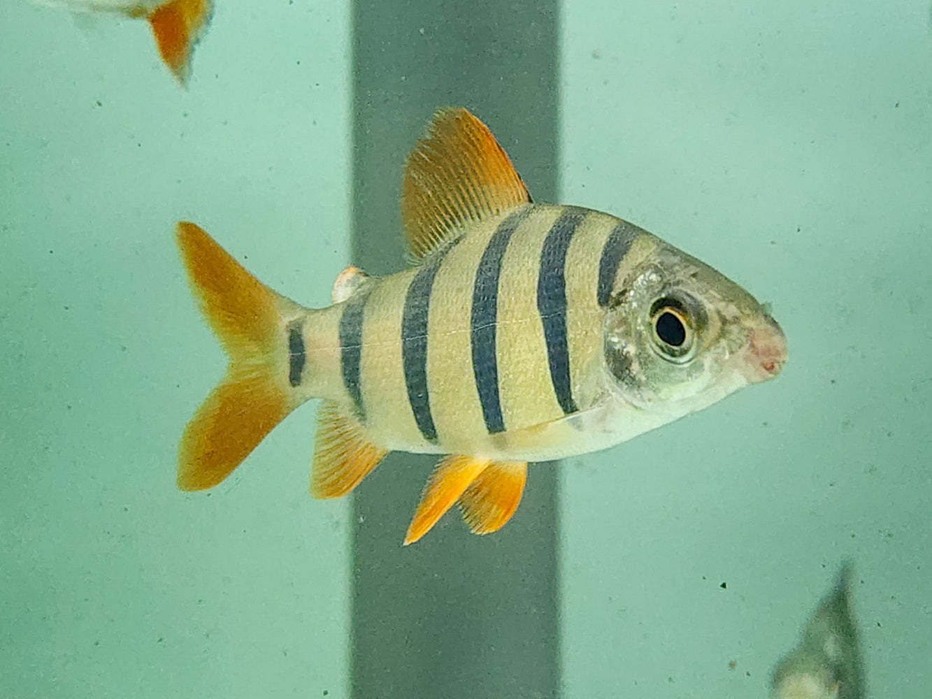 * Other Species * Distichodus Sexfaciatus “majestic shelter” 5-7cm